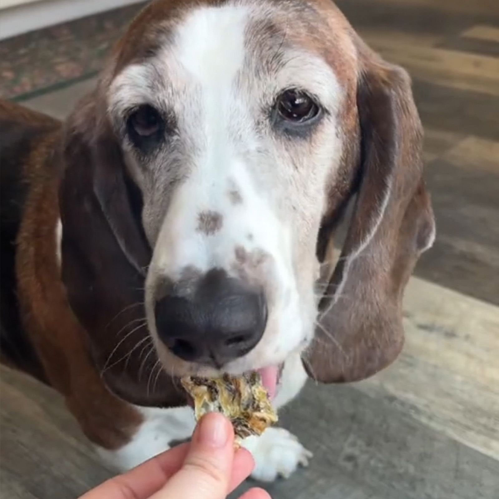 Unleash the power of sustainable pet parenting!